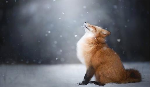 狐狸和狗