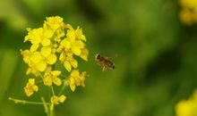 还你一段明媚的春光