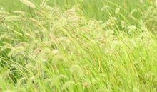 我是一棵狗尾巴草