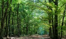 伴着思念桥回家