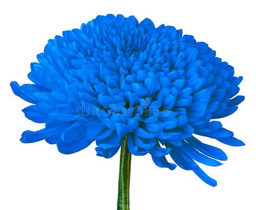 这也是苔藓花