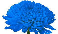 这也是一朵苔花