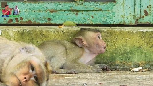 暴露我的“猴子妈妈”