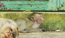 晒出我的“猴妈”