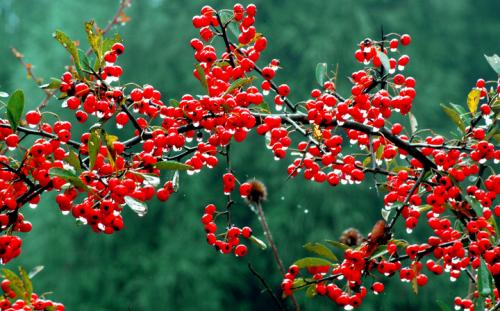 生命的本质是奉献精神