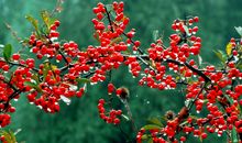 生命的精华在于奉献