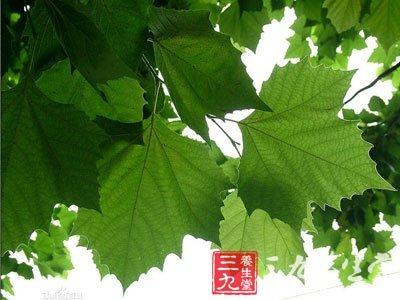 美国梧桐叶和鸟