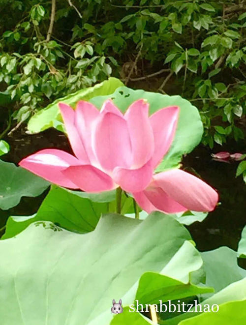 说莲花