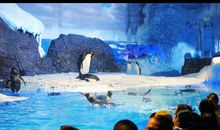 难忘的极地海洋世界