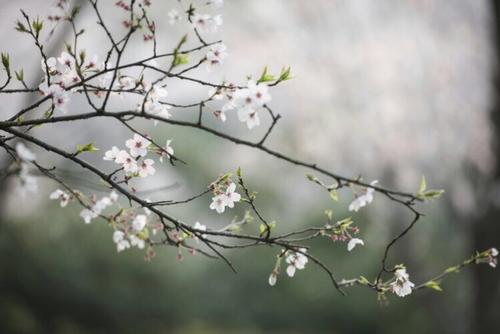 莫尚上的花朵慢慢绽放