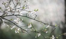 陌上花儿缓缓开