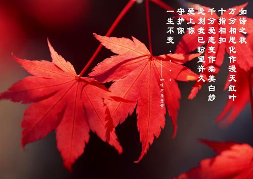 秋天的红枫