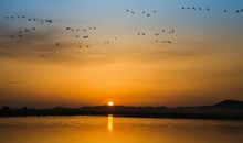 东方白鹳平安归来