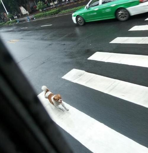 追车