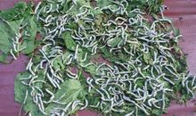 我与蚕宝宝的故事