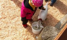 我与小羊的亲密接触