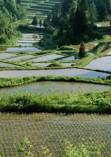 春姑娘来到田野