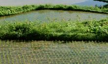 春姑娘来到田野