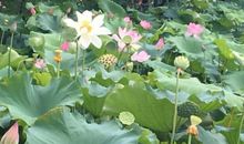 心中的那片荷塘