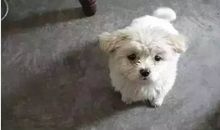 我不能忘记那只狗