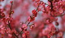 我在腊梅中看见了春天