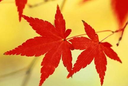像枫叶一样燃烧