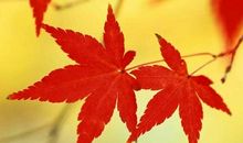 像枫叶一样燃烧