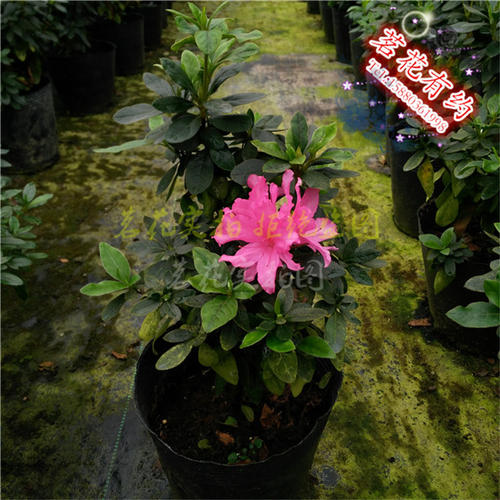 窗台上的杜鹃花