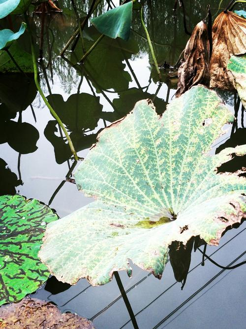 荷花池