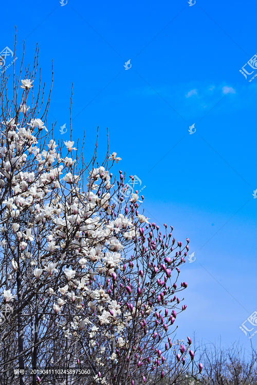 在木兰开花的日子