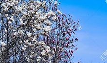 在玉兰花开的日子里