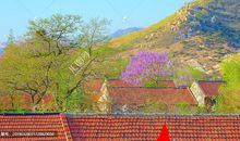 春姑娘来到农村