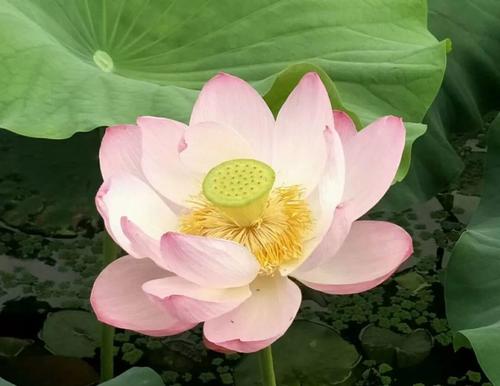 心中的花