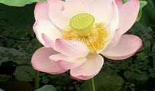 开在心上的花朵