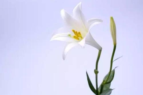 友好的鲜花在心脏领域绽放