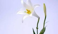 心田开出友善花