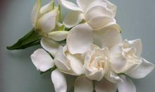 爷爷的香栀子花