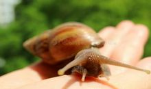 与众不同的蜗牛