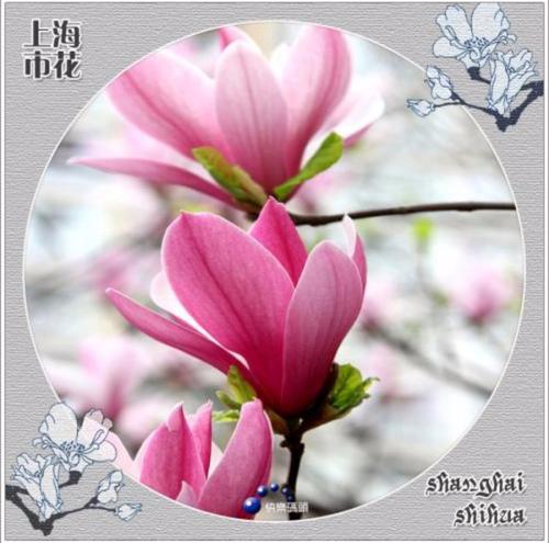 美丽的木兰