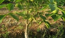 门前的那棵核桃树