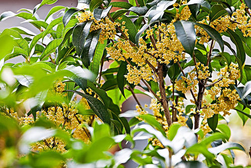 秋季桂花