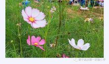 成长路上，那一缕芬芳