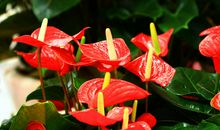 描写红掌的作文