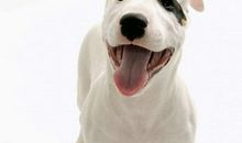 奶奶家的小花狗