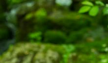 青苔给我的启示