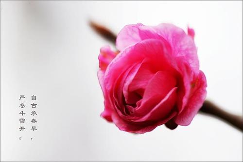 关于梅花的组成