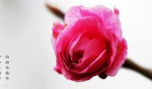 关于梅花的作文