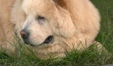 我家的小狗笨笨