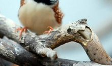 我是一只珍珠鸟