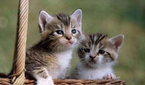 猫的心